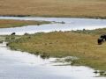 Antilopen und Afrikanische Elefanten am Grenzfluss Kwando zwischen Namibia und Botswana