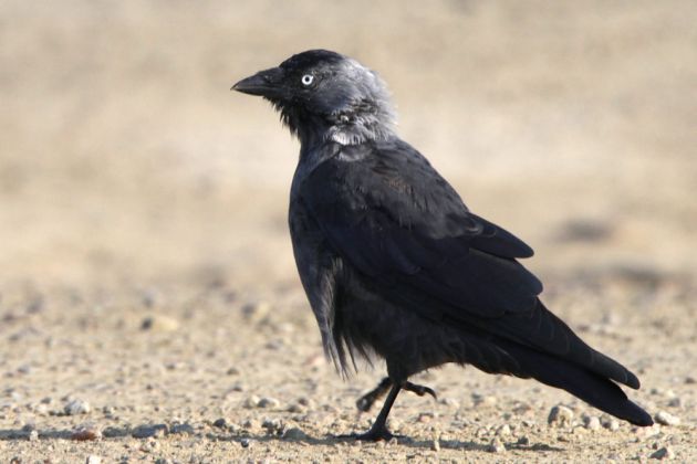 Eine Dohle aus der Familie der Rabenvögel in Sandvig - Corvus monedula Eine Dohle aus der Familie der Rabenvögel in Sandvig - Corvus monedula