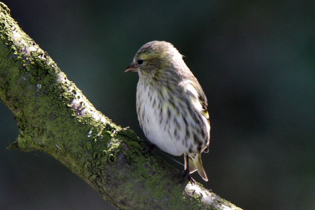 Ein Erlenzeisig im Jugendkleid, Naturschutzgebiet Ølene - Spinus spinus Ein Erlenzeisig im Jugendkleid, Naturschutzgebiet Ølene - Spinus spinus