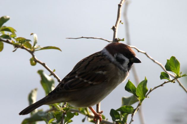Ein Feldsperling, Salthammer Odde - Passer montanus Ein Feldsperling, Salthammer Odde - Passer montanus