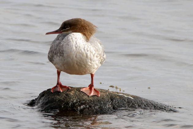 Eine Gänsesäger-Dame vor dem Badestrand von Sandvig - Mergus merganser Eine Gänsesäger-Dame vor dem Badestrand von Sandvig - Mergus merganser