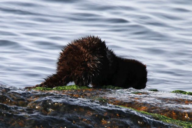 Ein Fischotter in freier Natur - Hammerhavn auf Bornholm Ein Fischotter in freier Natur - Hammerhavn auf Bornholm