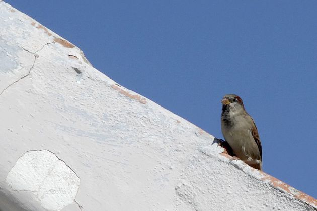 Haussperling oder Spatz in Sandvig - Passer domesticus Haussperling oder Spatz in Sandvig - Passer domesticus