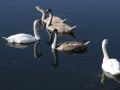 Eine Höckerschwan-Familie mit Jungvögeln im Hafenbecken von Vang - Cygnus olor
