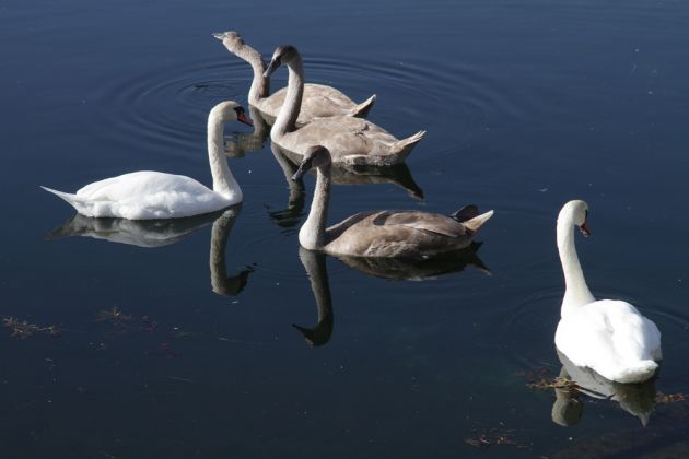 Eine Höckerschwan-Familie mit Jungvögeln im Hafenbecken von Vang - Cygnus olor Eine Höckerschwan-Familie mit Jungvögeln im Hafenbecken von Vang - Cygnus olor