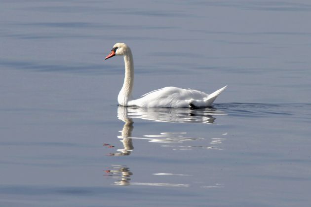 Ein majestätischer Höckerschwan - Cygnus olor Ein majestätischer Höckerschwan - Cygnus olor