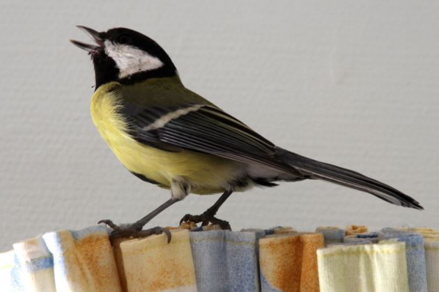 Eine Kohlmeise auf der Gardinenstange in unserem Ferienhaus - Parus major Eine Kohlmeise auf der Gardinenstange in unserem Ferienhaus - Parus major
