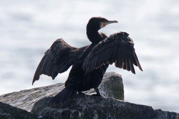 Gemeiner Kormoran beim Flügel trocknen, Salthammer Odde - Phalacrocorax carbo Gemeiner Kormoran beim Flügel trocknen, Salthammer Odde - Phalacrocorax carbo