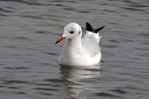 Eine Lachmöwe, sie gibt es zuhauf überall auf Bornholm - Chroicocephalus ridibundus Eine Lachmöwe, sie gibt es zuhauf überall auf Bornholm - Chroicocephalus ridibundus