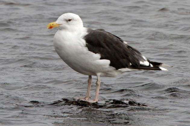 Eine Mantelmöwe ist häufig auf Bornholm zu entdecken - Larus marinus Eine Mantelmöwe ist häufig auf Bornholm zu entdecken - Larus marinus