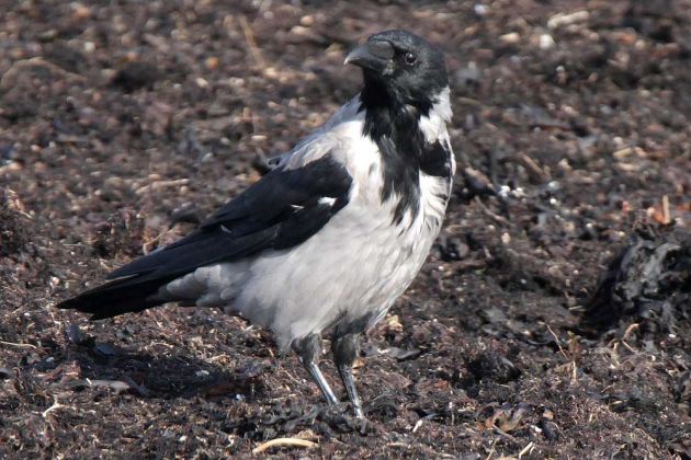 Eine Nebelkrähe auf stinkendem Seetang, Salthammer Odde - Corvus corone cornix Eine Nebelkrähe auf stinkendem Seetang, Salthammer Odde - Corvus corone cornix