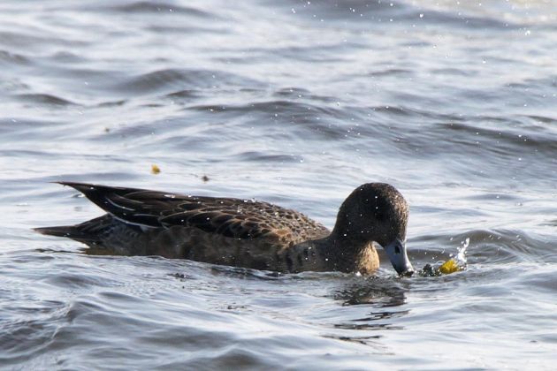 Eine weibliche Pfeifente an der Salthammer Odde- - anas penelope Eine weibliche Pfeifente an der Salthammer Odde- - anas penelope