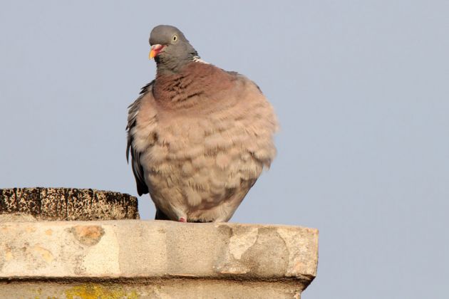Eine Ringeltaube auf einem Schornstein gegenüber unseres Ferienhauses in Sandvig - Columba palumbus Eine Ringeltaube auf einem Schornstein gegenüber unseres Ferienhauses in Sandvig - Columba palumbus