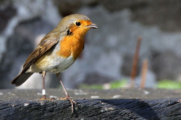 Ein Rotkehlchen auf der Insel Christiansø – Erithacus rubecula Ein Rotkehlchen auf der Insel Christiansø – Erithacus rubecula