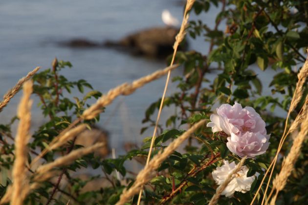 Rosen und das Meer - Ostsee-Impressionen nahe des Hafens von Sandvig