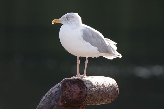 Eine handelsübliche Silbermöwe – Larus argentatus Eine handelsübliche Silbermöwe – Larus argentatus