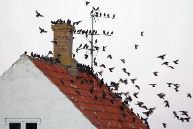 Gemeine oder gewöhnliche Stare bei der Hausbesetzung in Sandvig - Sturnus vulgaris Gemeine oder gewöhnliche Stare bei der Hausbesetzung in Sandvig - Sturnus vulgaris