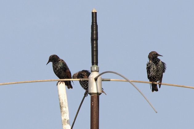 Gemeine oder gewöhnliche Stare auf einer alten Antenne in Sandvig - Sturnus vulgaris Gemeine oder gewöhnliche Stare auf einer alten Antenne in Sandvig - Sturnus vulgaris
