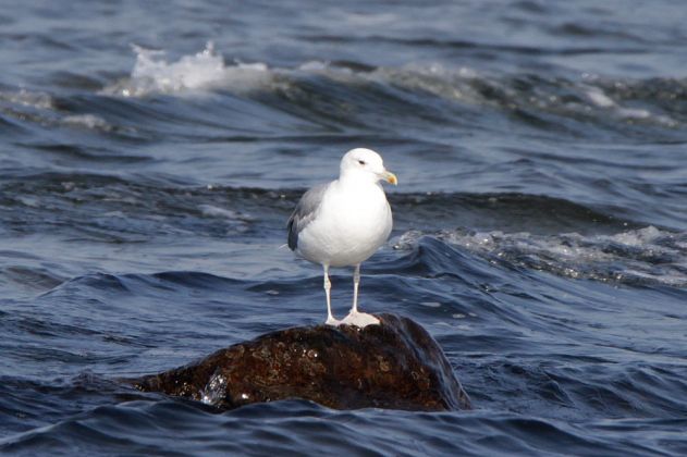 Eine Sturmmöwe am Ostsee-Ufer in Sandvig - Larus canus Eine Sturmmöwe am Ostsee-Ufer in Sandvig - Larus canus