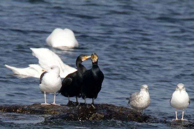 Snogebæk - Möwen und Kormorane an der Salthammer Odde Snogebæk - Möwen und Kormorane an der Salthammer Odde
