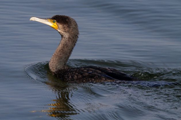 Snogebæk - ein Kormoran vor der Salthammer Odde Snogebæk - ein Kormoran vor der Salthammer Odde