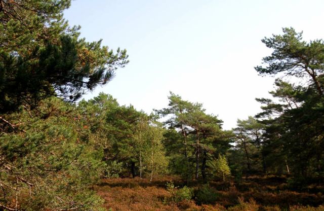 Dueodde - Heidelandschaft hinter den Dünen Dueodde - Heidelandschaft hinter den Dünen