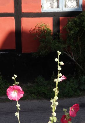 Stockrosen und Fachwerk... Sandvig-Impressionen vom Feinsten! Stockrosen und Fachwerk... Sandvig-Impressionen vom Feinsten!