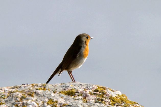 Im Visier der Kamera... ein Rotkehlchen - Erithacus rubecula Im Visier der Kamera... ein Rotkehlchen - Erithacus rubecula