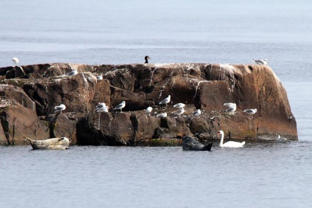 Möwen, Schwäne, Kormorane und Kegelrobben auf der Schäre Storen südlich von Christiansø Möwen, Schwäne, Kormorane und Kegelrobben auf der Schäre Storen südlich von Christiansø