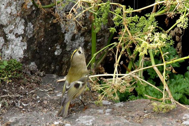 Ein winziges Wintergoldhähnchen Regulus regulus mit der Kamera erwischt Ein winziges Wintergoldhähnchen Regulus regulus mit der Kamera erwischt