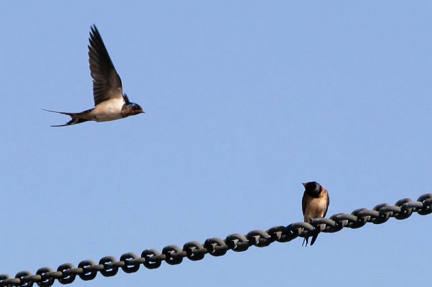 Rauchschwalben - Hirundo rustica - New Harbour, Maine, USA Rauchschwalben - Hirundo rustica - New Harbour, Maine, USA