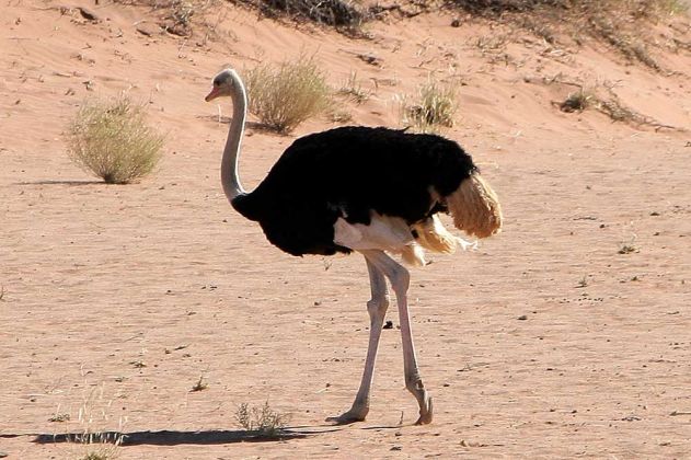 Ein Straussenvogel - Struthio camelus - im Soussusvlei in der Namibwüste, Namibia