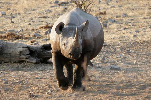 Ein Breitmaul-Nashorn - Ceratotherium simum - am Wasserloch des Halili-Camps im Etosha National Park in Namibia Ein Breitmaul-Nashorn - Ceratotherium simum - am Wasserloch des Halili-Camps im Etosha National Park in Namibia