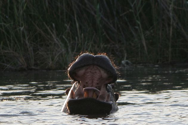 Ein Flusspferd reisst drohend das Maul auf - Hippopotamus amphibius - in den Schilfsümpfen am Kwando-River im Caprivi-Strip im Norden Namibias Ein Flusspferd reisst drohend das Maul auf - Hippopotamus amphibius - in den Schilfsümpfen am Kwando-River im Caprivi-Strip im Norden Namibias