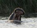 Ein Flusspferd reisst drohend das Maul auf - Hippopotamus amphibius - in den Schilfsümpfen am Kwando-River im Caprivi-Strip im Norden Namibias