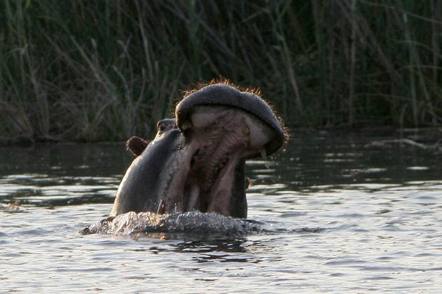 Ein Flusspferd reisst drohend das Maul auf - Hippopotamus amphibius - in den Schilfsümpfen am Kwando-River im Caprivi-Strip im Norden Namibias