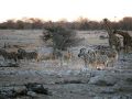 Steppenzebras - Equus quagga - zusammen mit Giraffen zum Sonnenuntergang im Etosha National Park im Norden Namibias