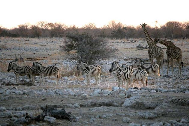 Steppenzebras - Equus quagga - zusammen mit Giraffen zum Sonnenuntergang im Etosha National Park im Norden Namibias Steppenzebras - Equus quagga - zusammen mit Giraffen zum Sonnenuntergang im Etosha National Park im Norden Namibias