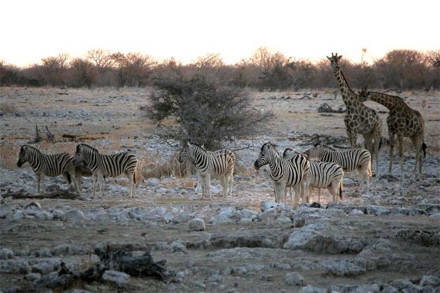 Steppenzebras - Equus quagga - zusammen mit Giraffen zum Sonnenuntergang im Etosha National Park im Norden Namibias