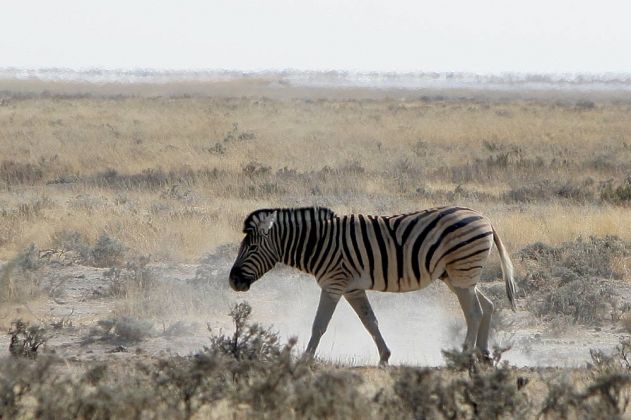 Ein einzelnes Steppenzebra - Equus quagga - im Etosha National Park im Norden Namibias Ein einzelnes Steppenzebra - Equus quagga - im Etosha National Park im Norden Namibias