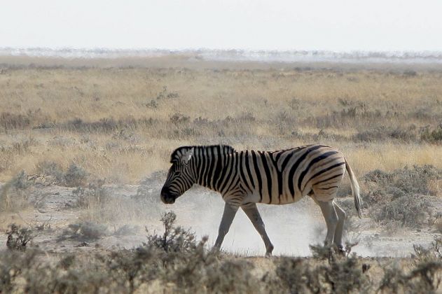 Ein einzelnes Steppenzebra - Equus quagga - im Etosha National Park im Norden Namibias