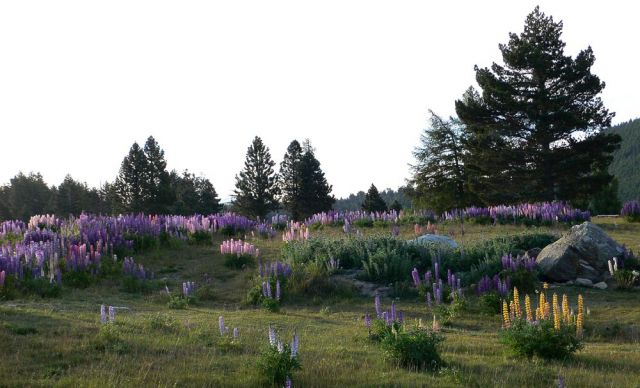 Lake Tekapo - Neuseeland Lake Tekapo - Neuseeland