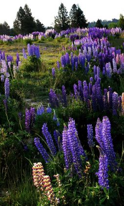 Lake Tekapo - Neuseeland Lake Tekapo - Neuseeland