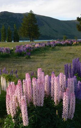 Lake Tekapo - Neuseeland Lake Tekapo - Neuseeland