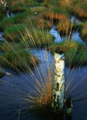 Neustadt am Rübenberge - Totes Moor Neustadt am Rübenberge - Totes Moor