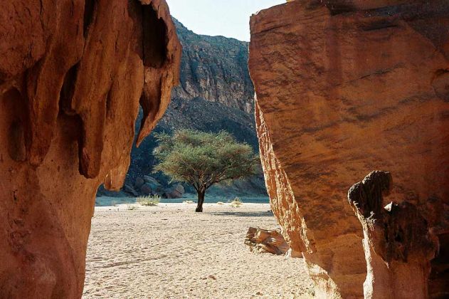 Die Wüste auf der Halbinsel Sinai in Ägypten - eine einsame Akazie im Wadi Gazala