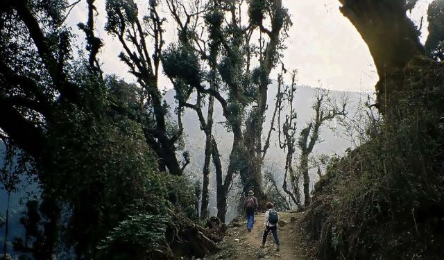 Sikkim, Trekking im Himalaya - auf dem Djongri Trail