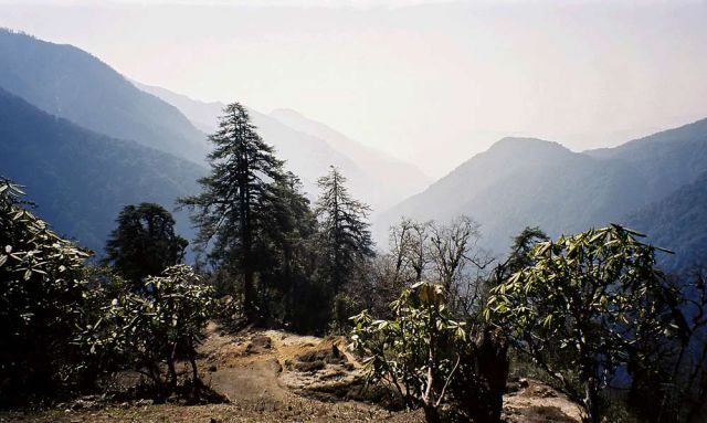 Sikkim, Trekking im Himalaya - auf dem Djongri Trail