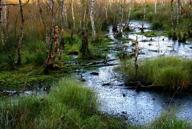 Neustadt am Rübenberge - Totes Moor Neustadt am Rübenberge - Totes Moor