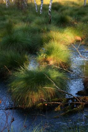 Neustadt am Rübenberge - Totes Moor Neustadt am Rübenberge - Totes Moor